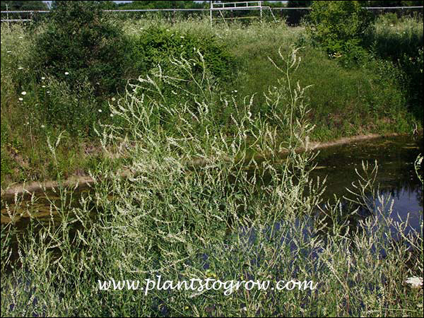 his is a medium sized plant growing near a retaining pond. Notice how the plant is transparent and you can see through the foliage.